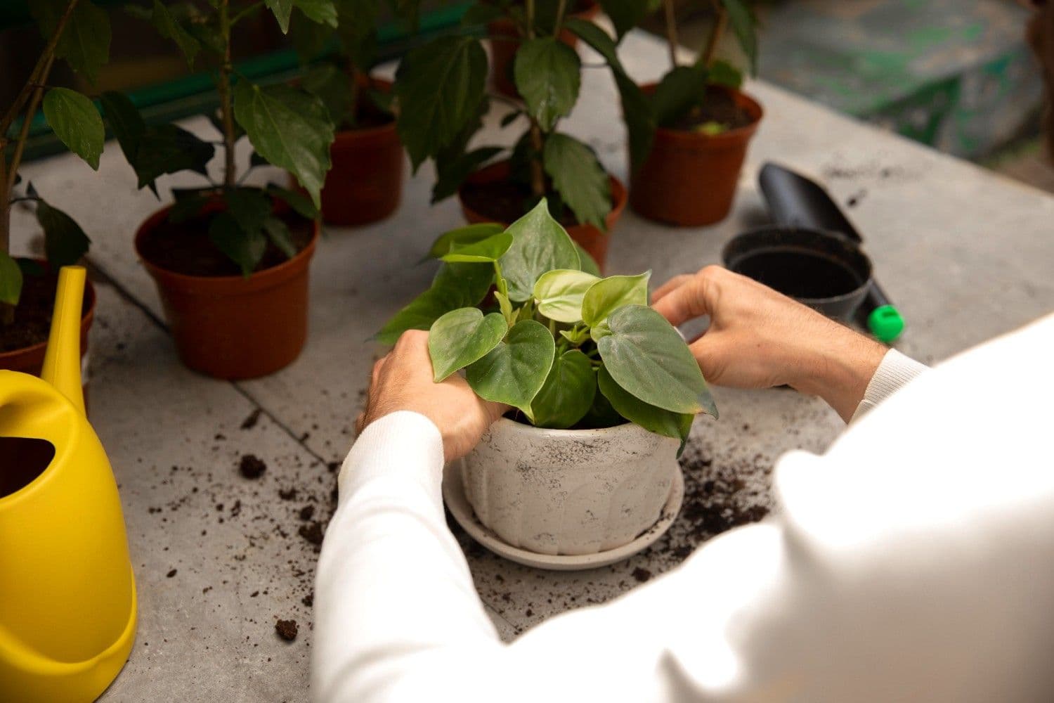 Plant Care view 4
