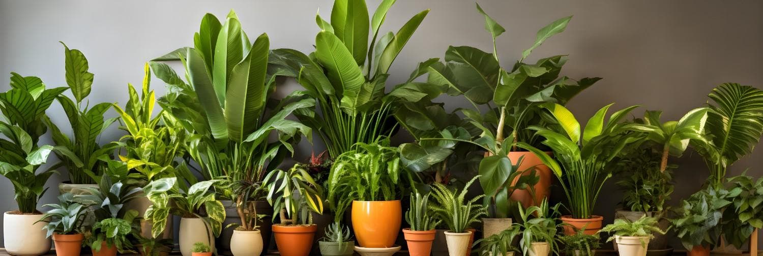 Plants view 4