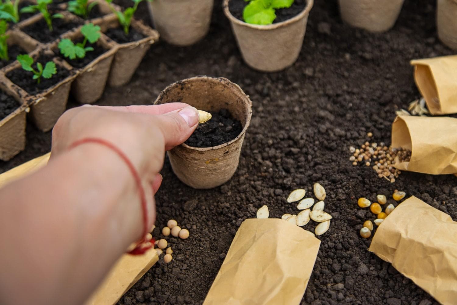 Seeds view 1