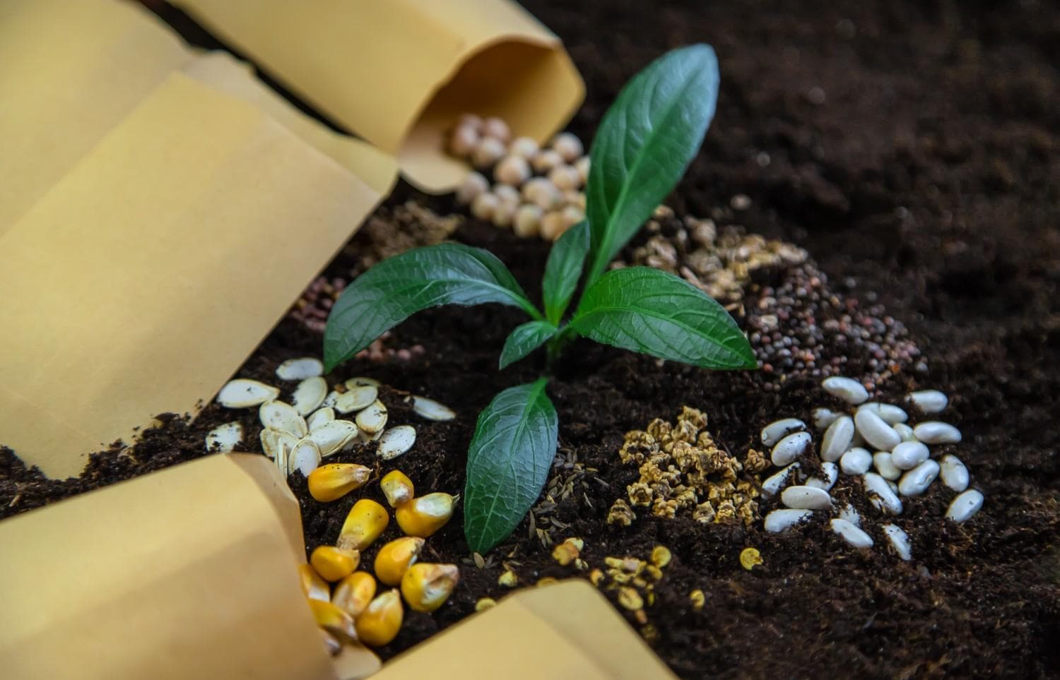 Seeds view 3
