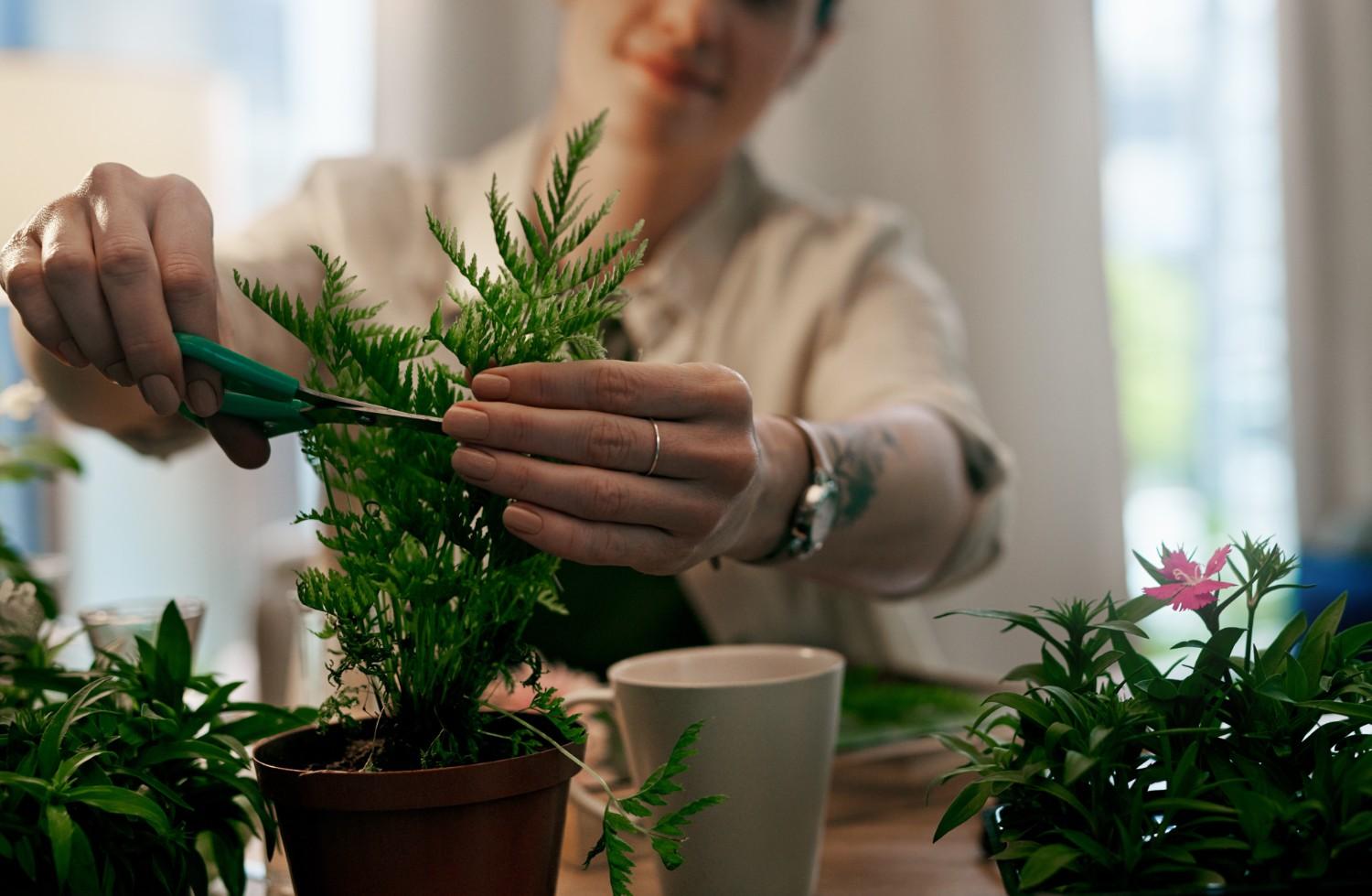 Botanical Nurture