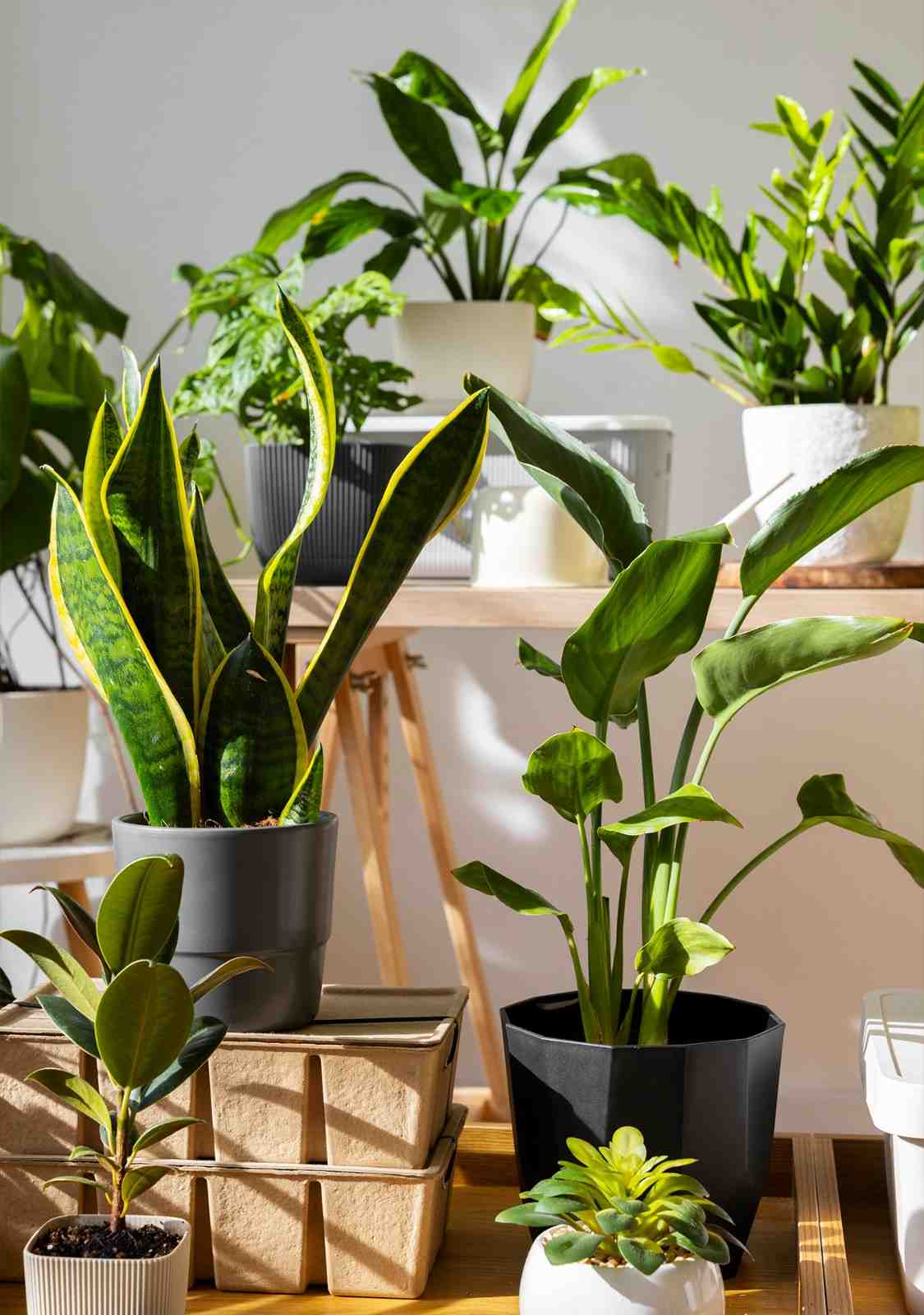 Bedroom with plant stands